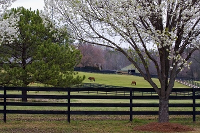 Stud fencing with horses
